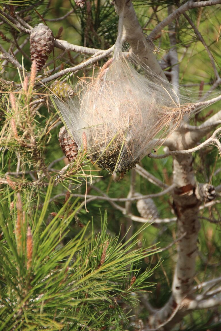 pine processionary moth, pine, jaw-4702354.jpg